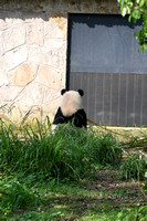 Chongqing and the city Zoo